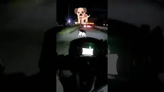 I LOVE Dogs 🐶😂 #motorcycle #roadsafety #dog