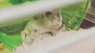 Having small pets in Japan - ジャンガリアンハムスターと毬藻