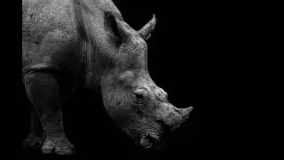 Les plus belles photos d'animaux sauvages
