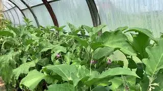 Review of eggplants in my greenhouse. (Bibo, Carlson, King of the Market, Epic)