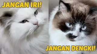 MOLO VS LEON KOMPETISI! JANGAN IRI JANGAN DENGKI