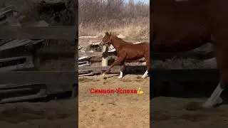 ПРОДАЕТСЯ Чистокровный Английский жеребец 2022г.р #лошади #horse #скачки #baby