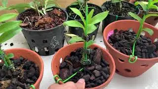Em Quang Chia sẻ Pt Ki năm 1 năm 2 giá siêu đẹp 0377359841