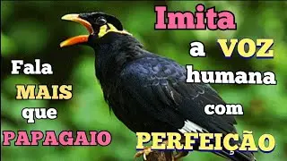 MAINÁ DA MONTANHA- UMA AVE QUE IMITA A VOZ HUMANA.