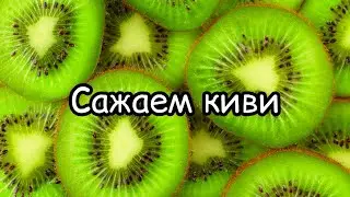 Сажаем киви! Все удивительно просто!