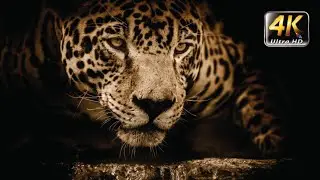 Ultimate Carnivore Animals Collection in 4K 60FPS (ULTRA HD)