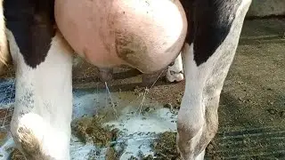 अभी ऐसा perform कर रही है मेरी WWS simen की HF गाय । Top breed hf cow