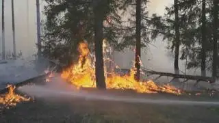Лесной пожар 2016