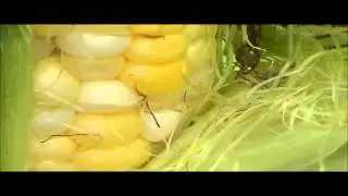 How to tell when corn is ready to be picked. When to harvest corn.