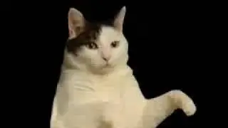 cat i'm a kitty cat meow meow meow