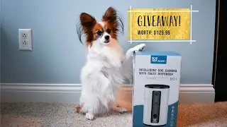 Finally our GIVEAWAY!!! Percy the Papillon Dog