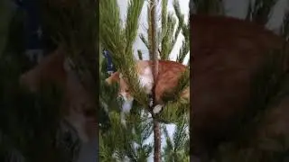 видео с нового года#new year video
