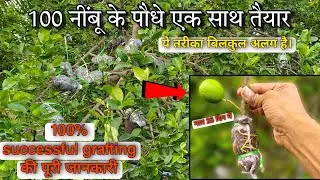 How To Air Layering On Lemon Tree || lemon tree || citrus grafting methods || ग्राफ्टिंग कैसे करें