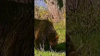 Медведь-мусорщик. Косолапый Диоген.