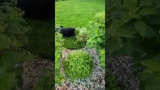 Когда стричь спирею японскую и как?