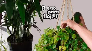 Cómo regar las plantas de manera continua por días - Riego para flojos