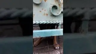 Злий пес Рекс