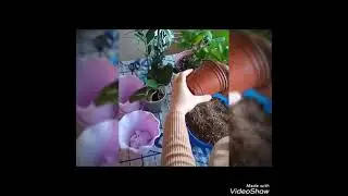 Малочай (Она мехри) гулини парвариши ва кўпатириш