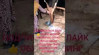 Антибрык +998773132573