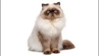 Cat cat.