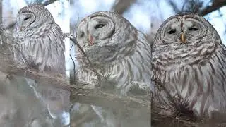 An Iowa Barred Owl