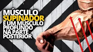 MÚSCULO SUPINADOR