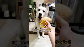are you ready for some football? 🏈 #football #nfl #funny #pets