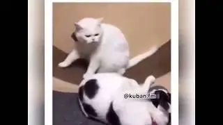 Весёлые и забавные животные