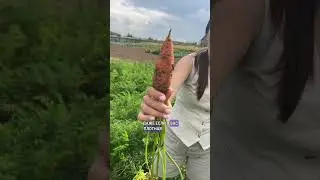 Морковь для любых типов почв🥕
