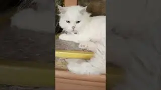 все пройдет #смех