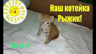 Наш котейка Рыжик! Часть 9 #Shorts