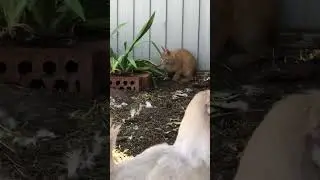 Персик воспитывает кур #cat #chicken #дуэт #люди #cute #топ #юмор #animals #flowers