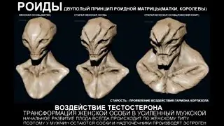 Роидная структура СЕМЬЯ.