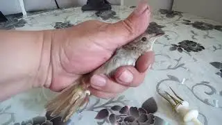 Кольцевание певчих птиц в домашних условиях.