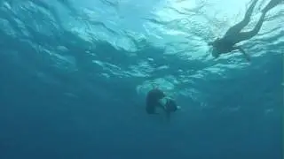 Wild dolphins on the bimini banks