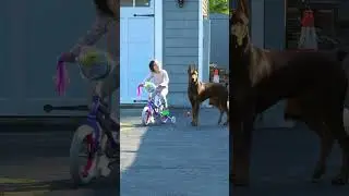 Protective Instinct: The Doberman Springs Into Action