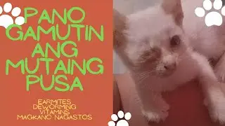 NAGMUMUTA AT NAGNANANA MATA NG PUSA : 1ST VISIT SA VET NI SKY : EARMITES, VITAMINS, MAGKANO GINASTOS