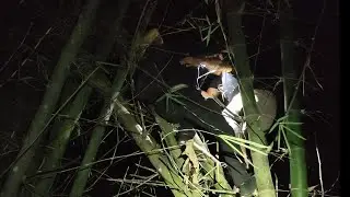 Pak Tua Di Tarik Ke atas pohon