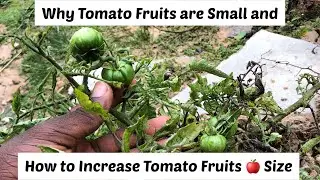 How to Increase Tomato Fruit Size |Win Pini Farmlife