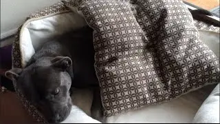 STAFFY MOMENT ( FLASHBACK) | MY DOG & HER FUNNY DOGGIE ANTICS