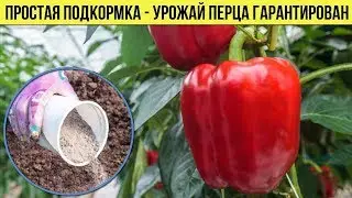 От этой подкормки Перец завалит Вас урожаем Вот что я кладу в лунку при посадке рассады Перца