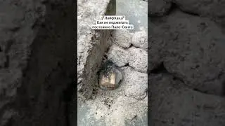 Как не поджигать постоянно Пало-Санто