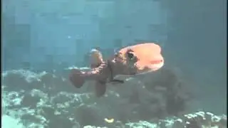 A Scuba Diving Video of a Sizeable Pufferfish in the Maldives