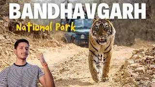 Bandhavgarh National Park: The Land of the Royal Bengal Tigers