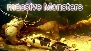 new setup for MASSIVE MONSTER / Clarias Batrachus/ walking catfish