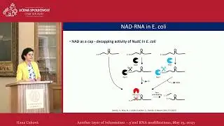 Hana Cahová: Another layer of information – 5’end RNA modifications