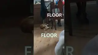 The Brain of a Cat