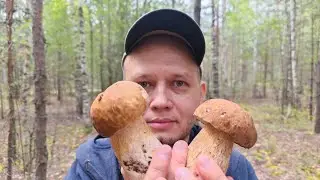 Сбор белых грибов 24.08.2024
