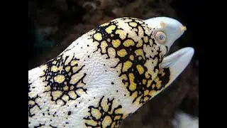 Eels - A Saltwater Aquarium Addition