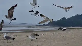 Feeding seagulls of the 2 sets of twins (cousins)